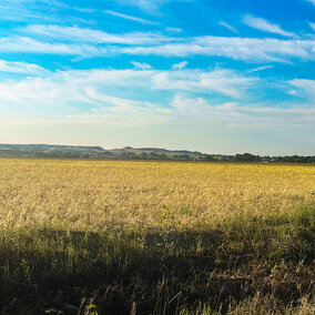 A forage field shows widespread yellowing and stubble following hail damage, with low vegetation and patchy regrowth under a bright blue sky with light clouds.