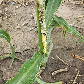 Corn plant with large, swollen galls caused by common smut, forming along the stalk and leaf midrib with dark fungal spores beginning to emerge.