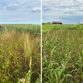 side by side comparison of cover crop fields in summer