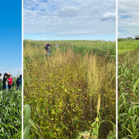 Three side-by-side photos of summer cover crop plots. The left image shows researchers taking field measurements in a tall sorghum-sudangrass stand under a clear blue sky. The center image features a diverse mix with buckwheat, millet, and sunflowers. The right image shows a dense stand of foxtail millet under cloudy skies near a barn.