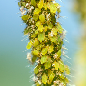 magnified photo of tiny yellow and light green soybean aphids cling to soybean stem