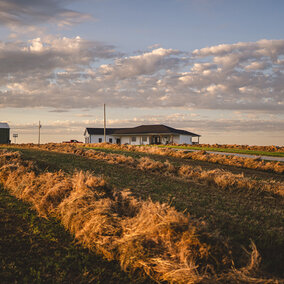 Rows of freshly cut hay drying in a field at sunset, with a white farmhouse and barn in the background under a partly cloudy sky.          Ask ChatGPT