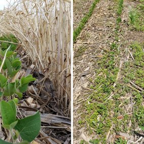 Side-by-side comparison of soybean growing in two cover crop systems — left image shows soybeans emerging through thick cereal rye residue with minimal weed pressure; right image shows soybeans in a no-cover system with high weed presence between rows.