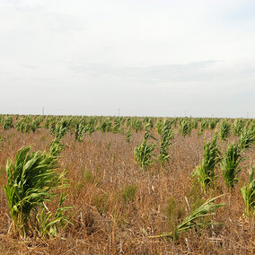 Volunteer corn plants scattered across a harvested field, illustrating a widespread post-harvest infestation with uneven growth and weed pressure.