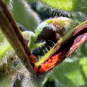 Close-up of soybean gall midge larvae clustered inside a split soybean stem, showing bright orange larvae and surrounding plant tissue damage.