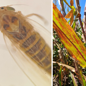 Close-up of a corn leafhopper on the left and a corn leaf with reddish streaking symptoms of corn stunt disease on the right.