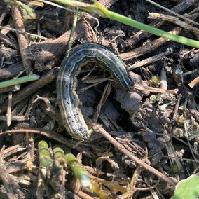 fall armyworm with distinctive white and dark green stripes and dots across body