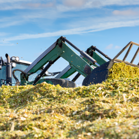 Front-end loader piling freshly chopped corn silage in a large outdoor silage pile under a clear blue sky.