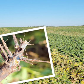 Soybean field with sudden death syndrome symptoms, inset close-up showing blue fungal growth on infected roots.