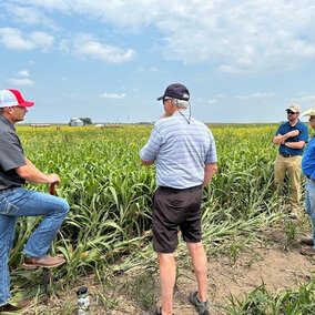 Sorghum plants dominate a tall cover crop mix in August 2024.
