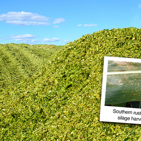 Pile of chopped corn silage under a blue sky with an inset photo showing southern rust pustules on a corn leaf, highlighting disease risk at harvest.