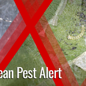 Split graphic with 'Soybean Pest Alert' over images of an adult soybean tentiform leafminer on leaf and larva on leaf