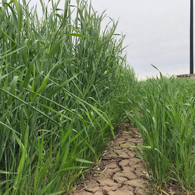 Close-up of cereal rye ‘Elbon’ on the left and winter wheat on the right growing in dry, cracked soil at the Eastern Nebraska Research, Extension and Education Center as plants mature.