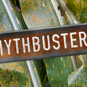Metallic MythBusters-style title plate with rusted edges over a close-up photo of corn leaves showing orange southern rust pustules.