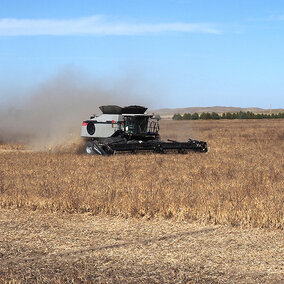 A combine harvests dry beans in a dry Nebraska field, raising a cloud of dust under a clear blue sky.