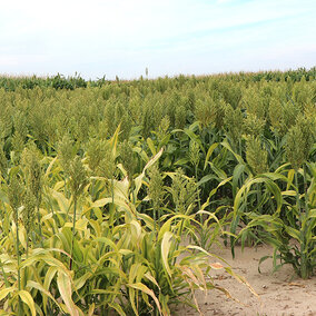 A field of standing milo with green seedheads and some yellowing lower leaves, growing in dry, sandy soil under a light blue sky.