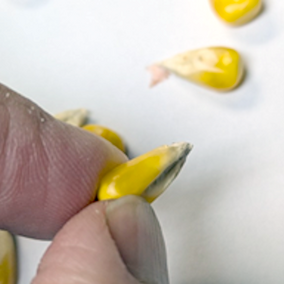 Shriveled yellow corn kernel with a pinched base held between two fingers, showing poor fill and stress-related kernel development issues.
