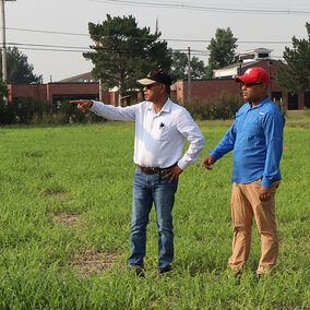 Two researchers stand in a proso millet field, one pointing across the plot, with buildings and trees visible in the background.