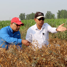 Two men examine dry soybean plants in a field, one pointing while discussing crop conditions during drought stress.
