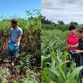 Split image with person on left collecting soil from a pit in a field. At right, three people examining crops and data on a tablet in a field.