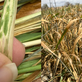 Close-up of a hand holding a green leaf with white streaks; dry, yellowing grass in the background.