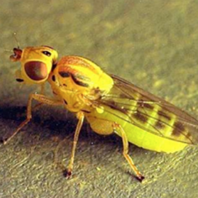 A small colorful fly with yellow body, striped wings, and large reddish eyes on a greenish surface.
