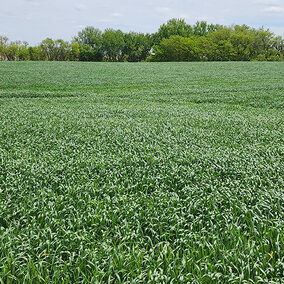 Vast green wheat field under a partly cloudy sky, bordered by trees in the background.