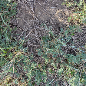 Dry ground with scattered grass and small green alfalfa plants.