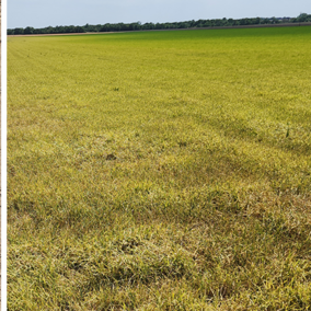 Yellowing rice field under a clear sky, with a close-up of a leaf on dry soil.
