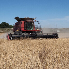 Red combine harvesting crops in a golden field under a clear blue sky.
