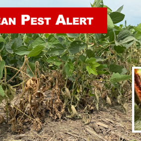 Soybean field with dried and damaged stems overlaid with photo of small orange larvae and Soybean Pest Alert text in a red box
