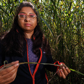 Researcher standing in a sorghum field, holding a leaf while inspecting plants for signs of disease.