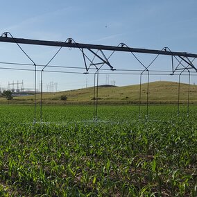 Center pivot irrigating corn