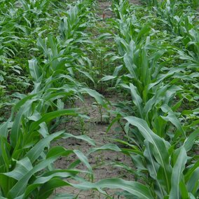 Herbicide field trial