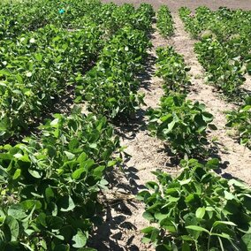 Rhizoctonia solani in soybeans. Links to full article.