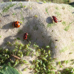 Biological control insects and alfalfa aphids