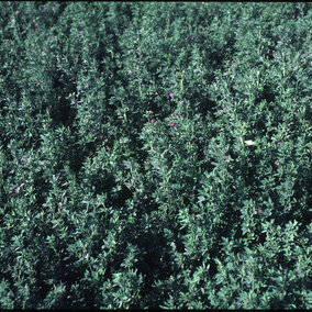 Alfalfa field