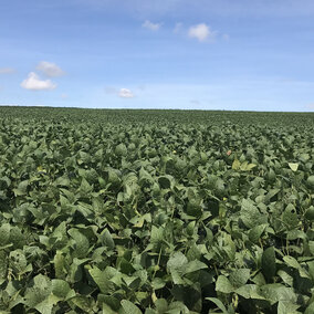 Soybean field in Brazil