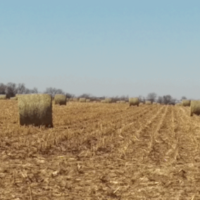 Corn field with baled residue
