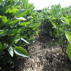 Soybean field where previous cover crop provided adequate weed control.