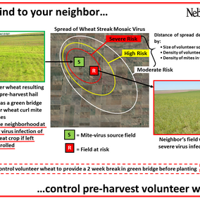 Inforgraphic showing how one field can serve as a green bridge for wheat curl mite and multiple viruses to a neighbor's field.