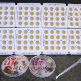 Example of bioassay used for monitoring ECB susceptibility to Bt protein