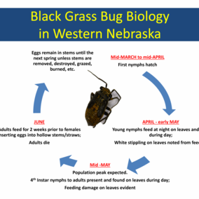 Life cycle of the black grass bug in western Nebraska