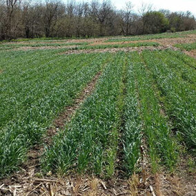 Figure 1. Rye cover crop termination date and corn residue removal study at Rogers Memorial Farm near Lincoln.