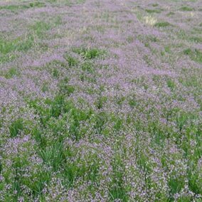 Figure 1. Uncontrolled blue mustard in a thin stand of winter wheat. (Photos by Robert Klein)