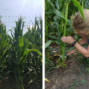 person measuring corn stalk diameter