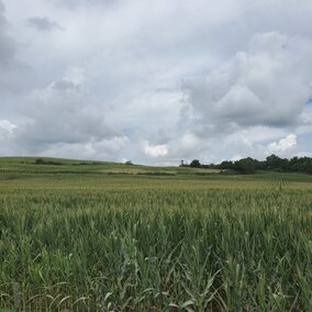 corn field in Burt county
