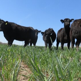 Cattle grazing cover crops