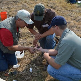 three farmers inspecting soil