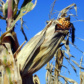 Mature ear of corn